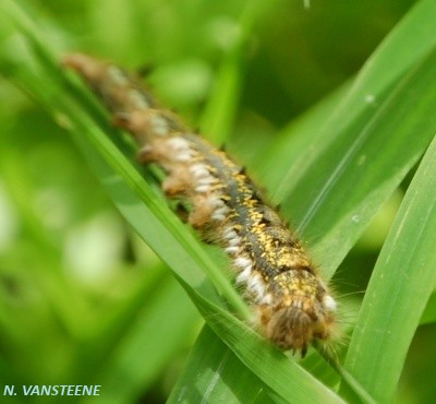 Euthrix potatoria